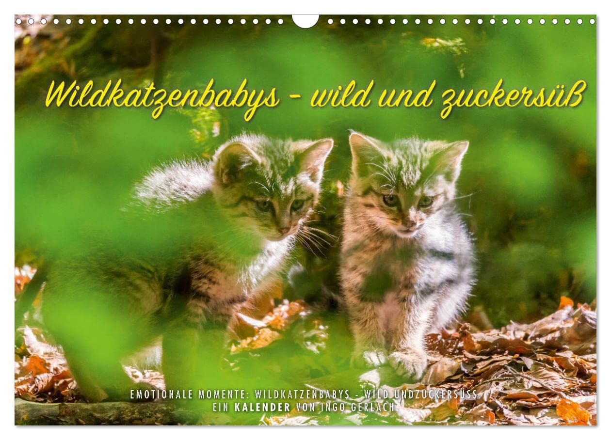 Wildkatzenbabys - wild und zuckersüß. (Wandkalender 2025 DIN A3 quer), CALVENDO Monatskalender: Der Nachwuchs der Wildkatze ist einfach nur zuckersüß. ... europäischen Katzenart. (CALVENDO Tiere) Natural Sciences