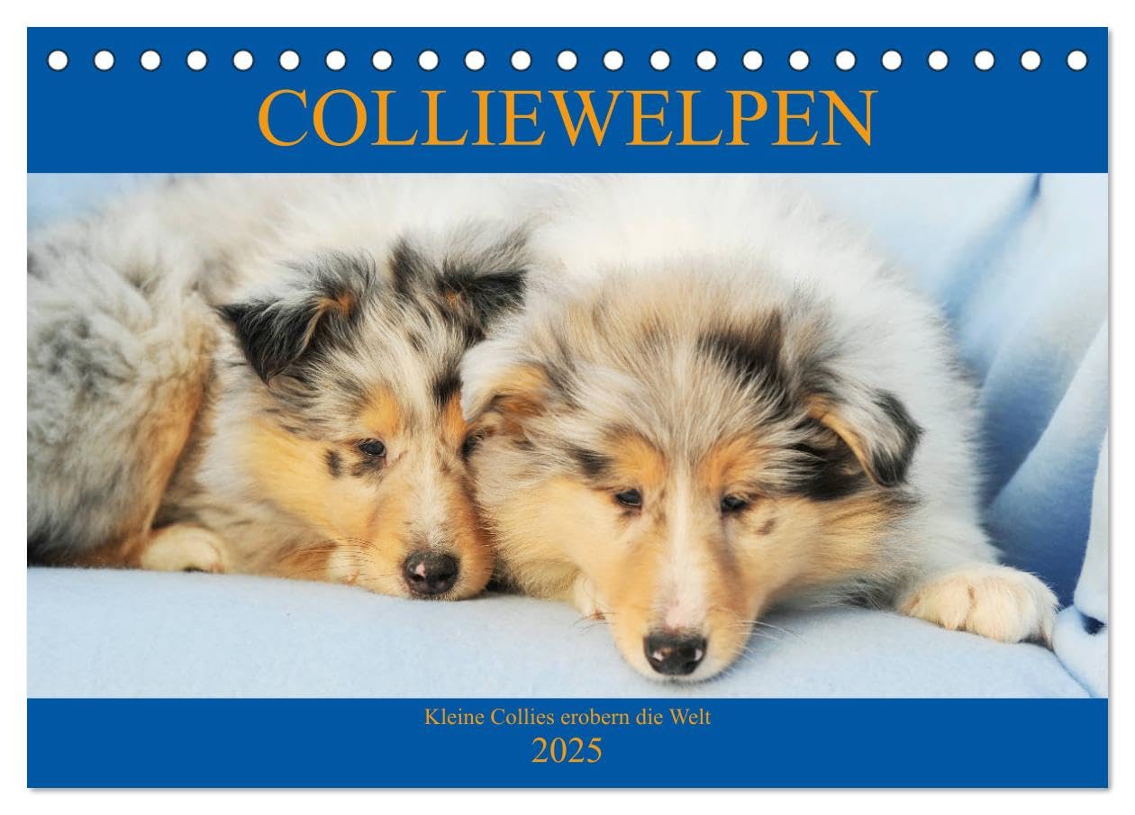 Colliewelpen - kleine Collies erobern die Welt (Tischkalender 2025 DIN A5 quer), CALVENDO Monatskalender: Lassen Sie sich ein Jahr lang von bezaubernden Colliekindern begleiten (CALVENDO Tiere) Natural Sciences