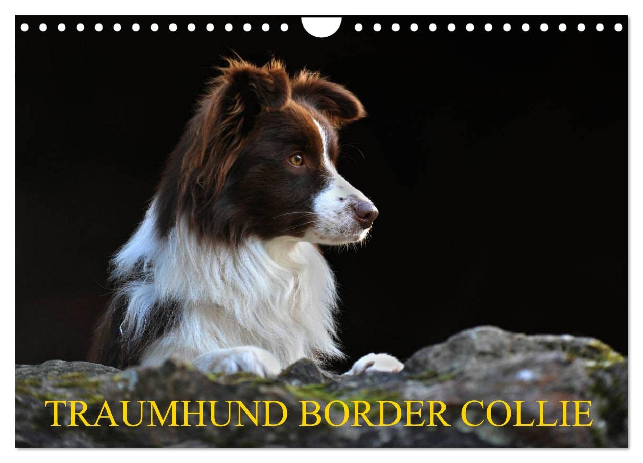 Traumhund Border Collie (Wandkalender 2025 DIN A4 quer), CALVENDO Monatskalender: Der Allrounder unter den Hunderassen in 13 bezaubernden Bildern (CALVENDO Tiere) Natural Sciences