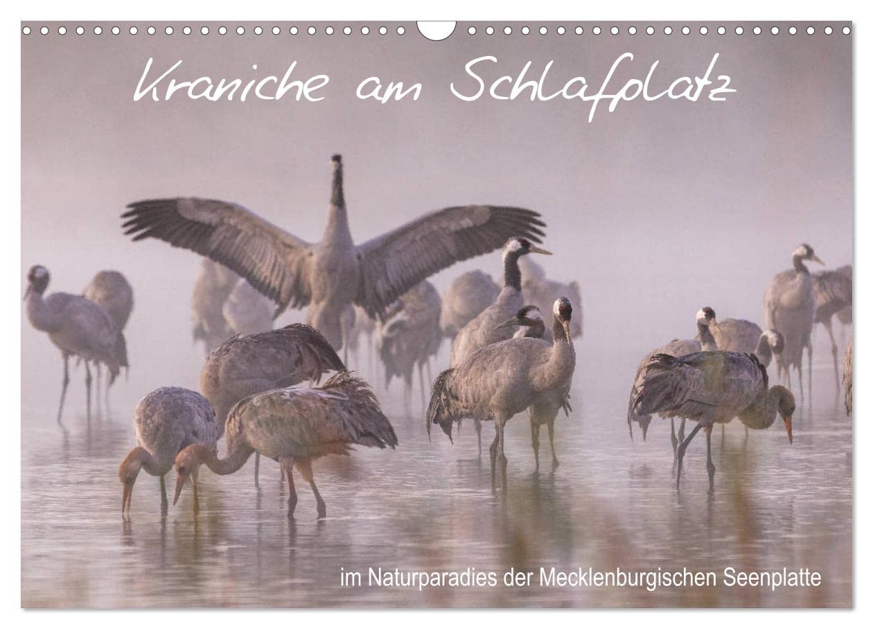 Kraniche am Schlafplatz - im Naturparadies der Mecklenburgischen Seenplatte (Wandkalender 2025 DIN A3 quer), CALVENDO Monatskalender: Kraniche ... Mecklenburgischen Seenplatte (CALVENDO Tiere) Film, Art & Culture