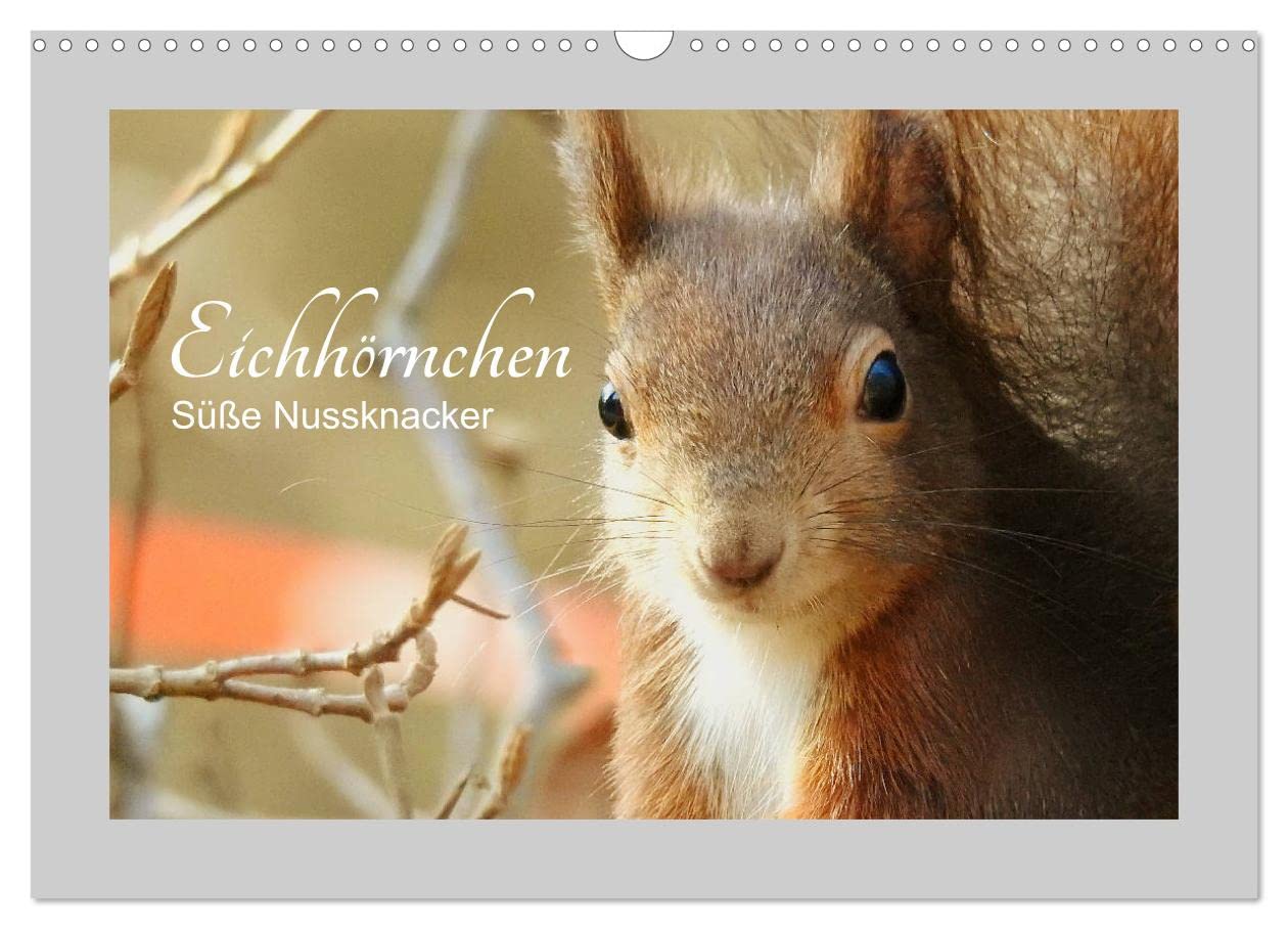 Eichhörnchen - Süße Nussknacker (Wandkalender 2025 DIN A3 quer), CALVENDO Monatskalender Natural Sciences