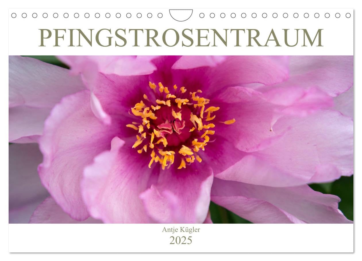 Pfingstrosentraum (Wandkalender 2025 DIN A4 quer), CALVENDO Monatskalender: Beeindruckende Blüten, die unterschiedlicher nicht sein können. (CALVENDO Natur) Social Sciences