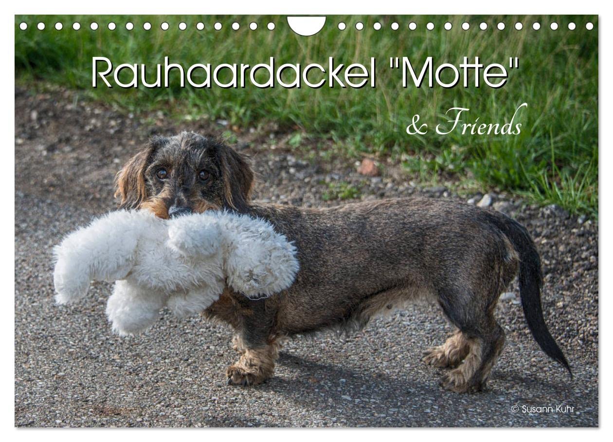 Rauhaardackel Motte & Friends (Wandkalender 2025 DIN A4 quer), CALVENDO Monatskalender: Rauhaardackel "Motte vom Süderholz" und ihre Artgenossen (CALVENDO Tiere) Natural Sciences