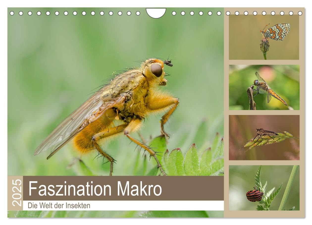 Faszination Makro - Die Welt der Insekten (Wandkalender 2025 DIN A4 quer), CALVENDO Monatskalender: Ein Blick in die faszinierende Welt der Insekten. (CALVENDO Tiere) Natural Sciences