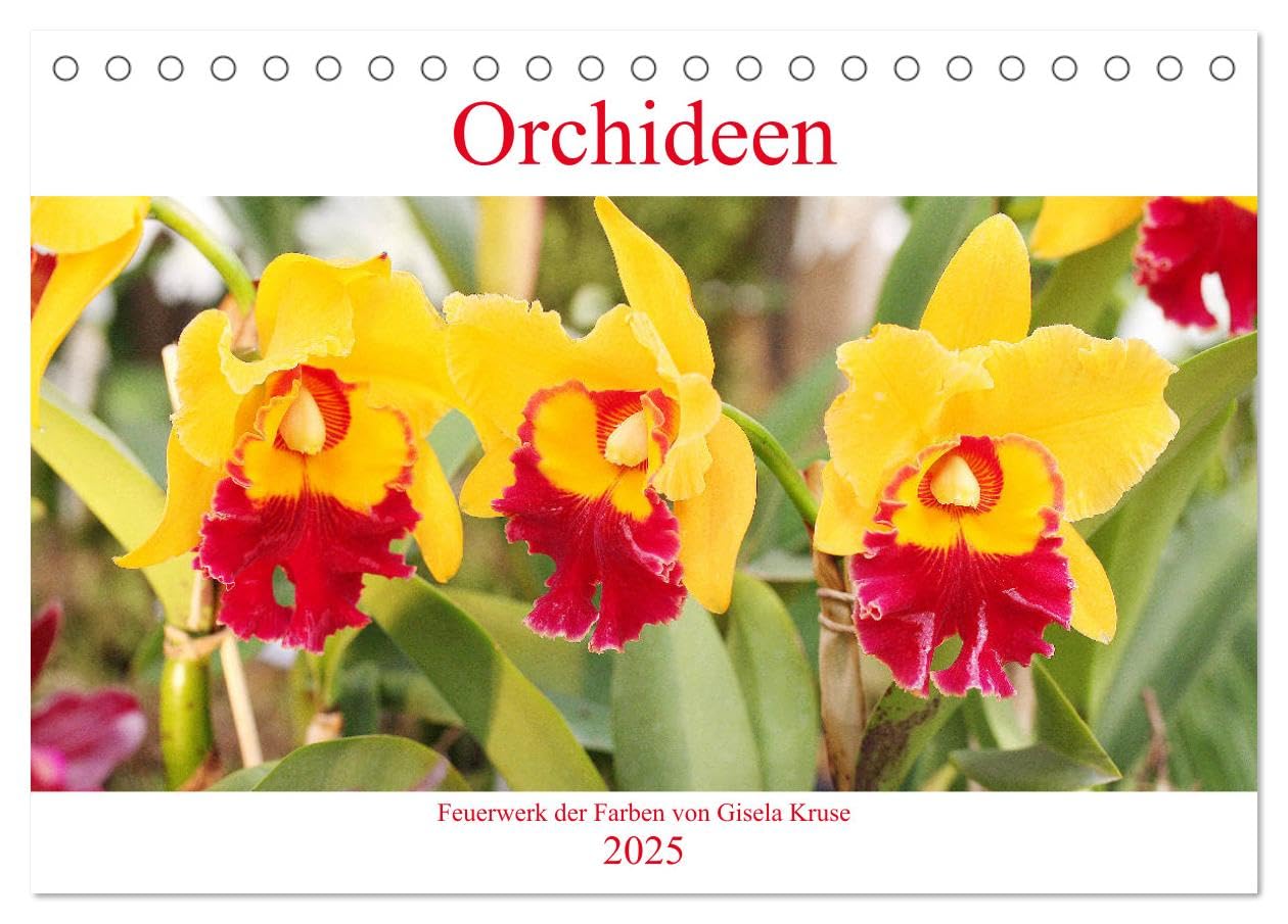 Orchideen Feuerwerk der Farben (Tischkalender 2025 DIN A5 quer), CALVENDO Monatskalender: Faszinierende Blumen mit immenser Vielfalt (CALVENDO Natur) Business & Technology