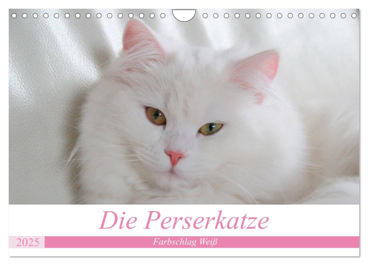 Die Perserkatze - Farbschlag Weiß (Wandkalender 2025 DIN A4 quer), CALVENDO Monatskalender: Unser geliebter Stubentiger (CALVENDO Tiere) Social Sciences