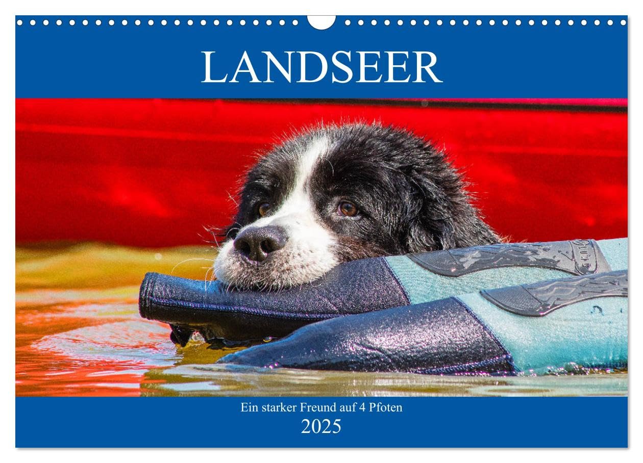 Landseer - Ein starker Freund auf 4 Pfoten (Wandkalender 2025 DIN A3 quer), CALVENDO Monatskalender: Landseer - diese faszinierenden Hunde präsentiert ... in 13 bezaubernden Bildern. (CALVENDO Tiere) Natural Sciences