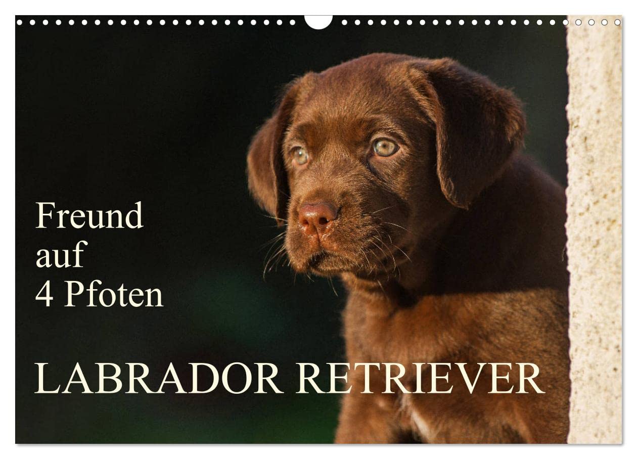 Freund auf 4 Pfoten - Labrador Retriever (Wandkalender 2025 DIN A3 quer), CALVENDO Monatskalender: Der Labrador Retriever, eine der beliebtesten ... Kalenderblättern (CALVENDO Tiere) Natural Sciences