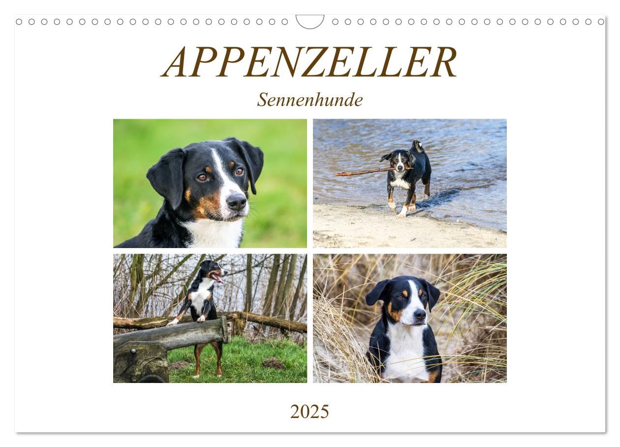 Appenzeller Sennenhunde (Wandkalender 2025 DIN A3 quer), CALVENDO Monatskalender: Familienhunde (CALVENDO Tiere) Pets