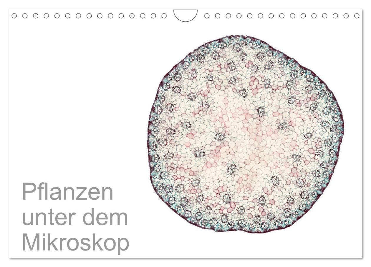 Pflanzen unter dem Mikroskop (Wandkalender 2025 DIN A4 quer), CALVENDO Monatskalender: Eindrucksvolle biologische Aufnahmen - das perfekte Geschenk ... Stundent und Lehrer (CALVENDO Wissenschaft) General education