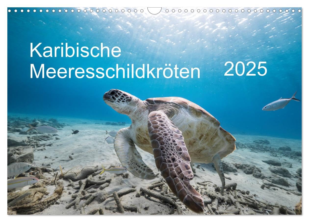 Karibische Meeresschildkröten (Wandkalender 2025 DIN A3 quer), CALVENDO Monatskalender: Magische Begegnungen unter Wasser! (CALVENDO Tiere) Natural Sciences
