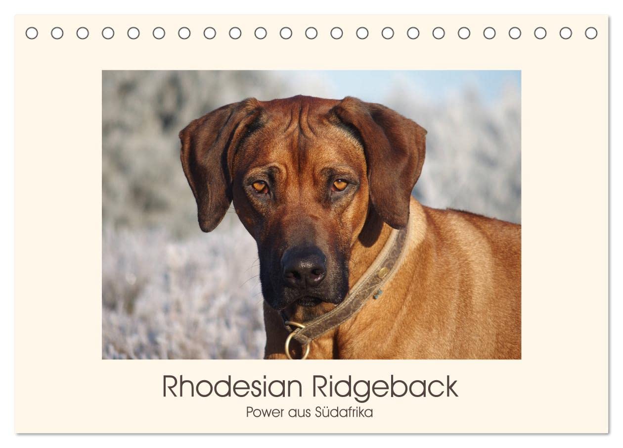 Rhodesian Ridgeback Power aus Südafrika (Tischkalender 2025 DIN A5 quer), CALVENDO Monatskalender: Faszination Ridgeback - Ein Portrait (CALVENDO Tiere) Natural Sciences