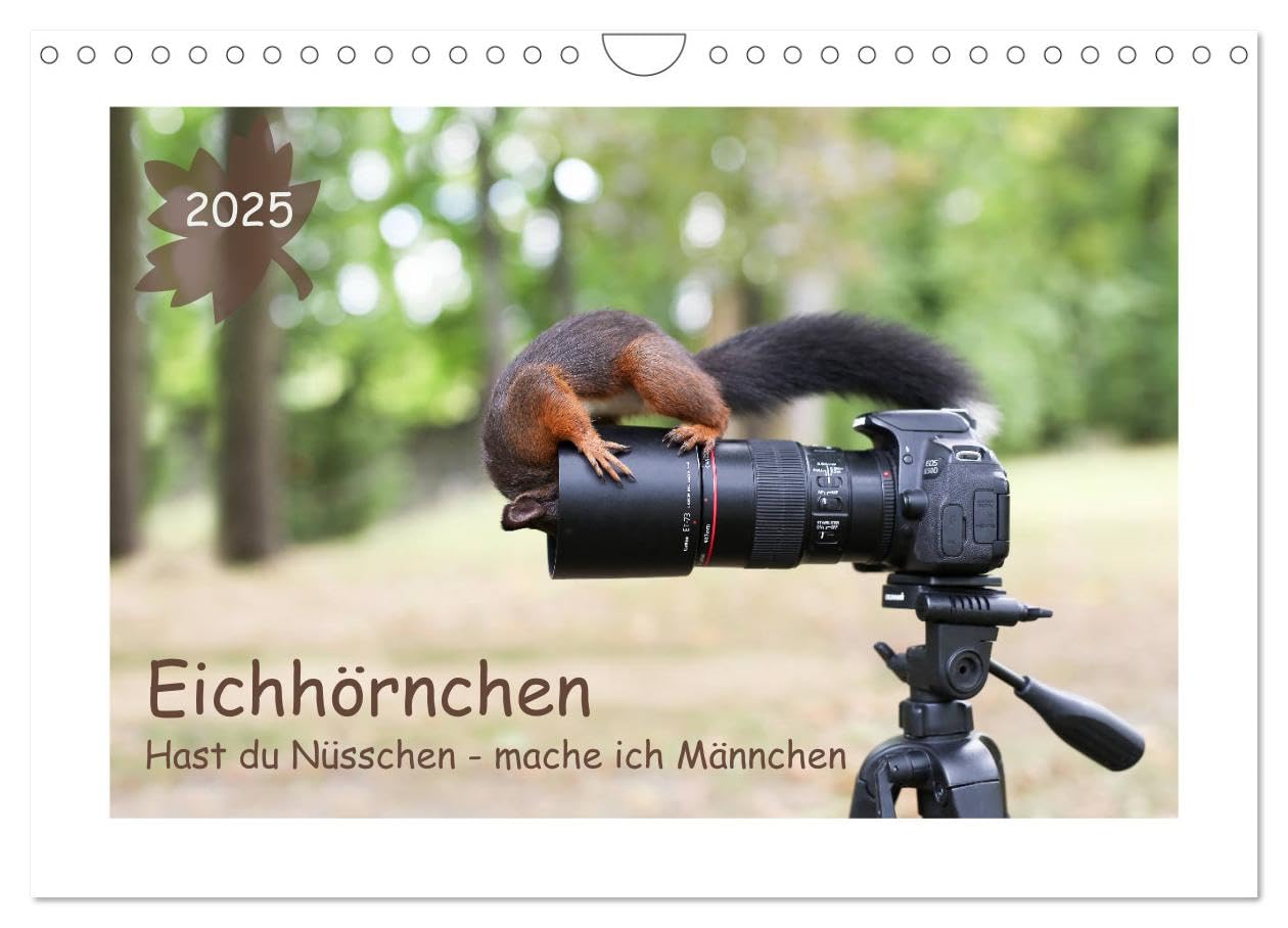 Eichhörnchen - Hast du Nüsschen mache ich Männchen (Wandkalender 2025 DIN A4 quer), CALVENDO Monatskalender: Eichhörnchen in lustigen Posen. (CALVENDO Tiere) Garden & Plants