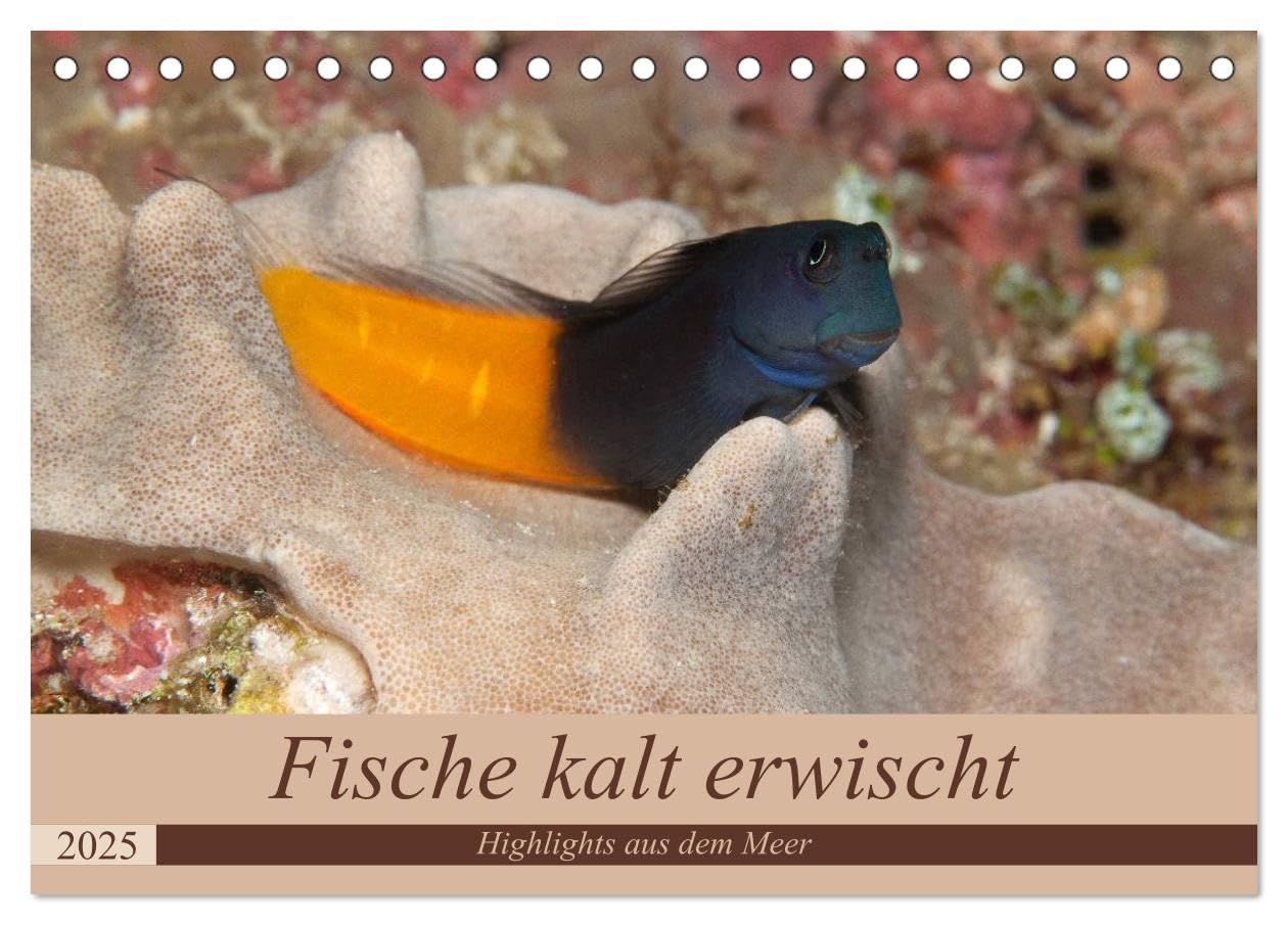 Sven Gruse taucht ab! Fische kalt erwischt (Tischkalender 2025 DIN A5 quer), CALVENDO Monatskalender: Erleben Sie die farbenfrohe fantastische Welt unter Wasser! (CALVENDO Natur) Film, Art & Culture