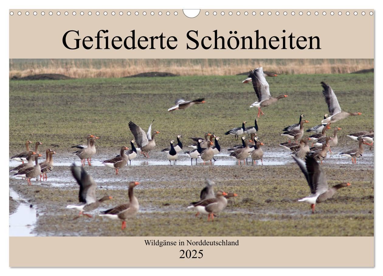 Gefiederte Schönheiten - Wildgänse in Norddeutschland (Wandkalender 2025 DIN A3 quer), CALVENDO Monatskalender: In beeindruckenden Fotos zeigt der ... in Norddeutschland. (CALVENDO Tiere) Film, Art & Culture