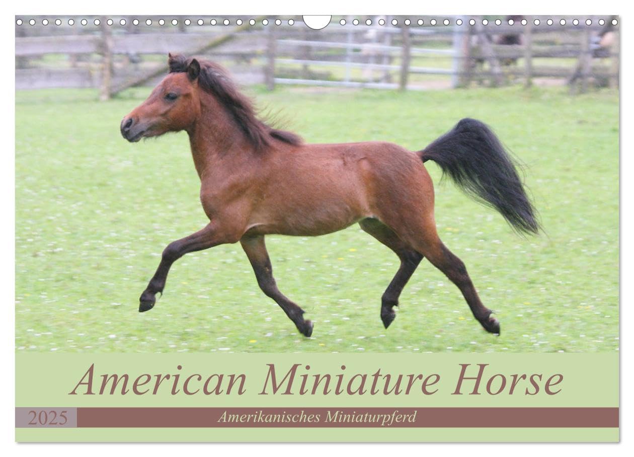 American Miniature Horse (Wandkalender 2025 DIN A3 quer), CALVENDO Monatskalender: American Miniatur Horses, auch als Miniaturpferde bekannt. haben ihren ganz besonderen Charme. (CALVENDO Tiere) Living & Furnishing
