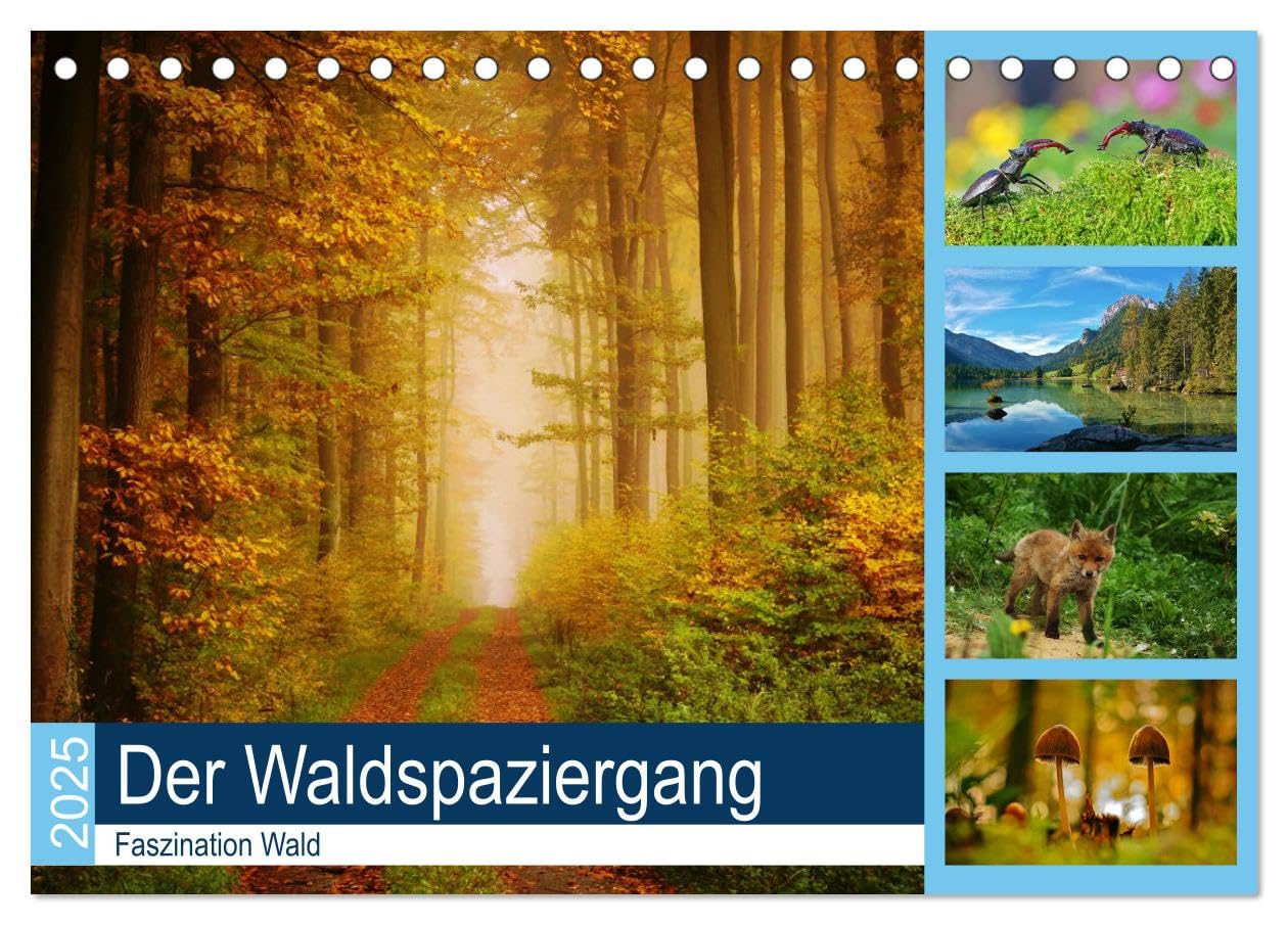 Der Waldspaziergang (Tischkalender 2025 DIN A5 quer), CALVENDO Monatskalender: Der herrliche deutsche Wald ist immer einen Besuch wert. (CALVENDO Natur) Film, Art & Culture
