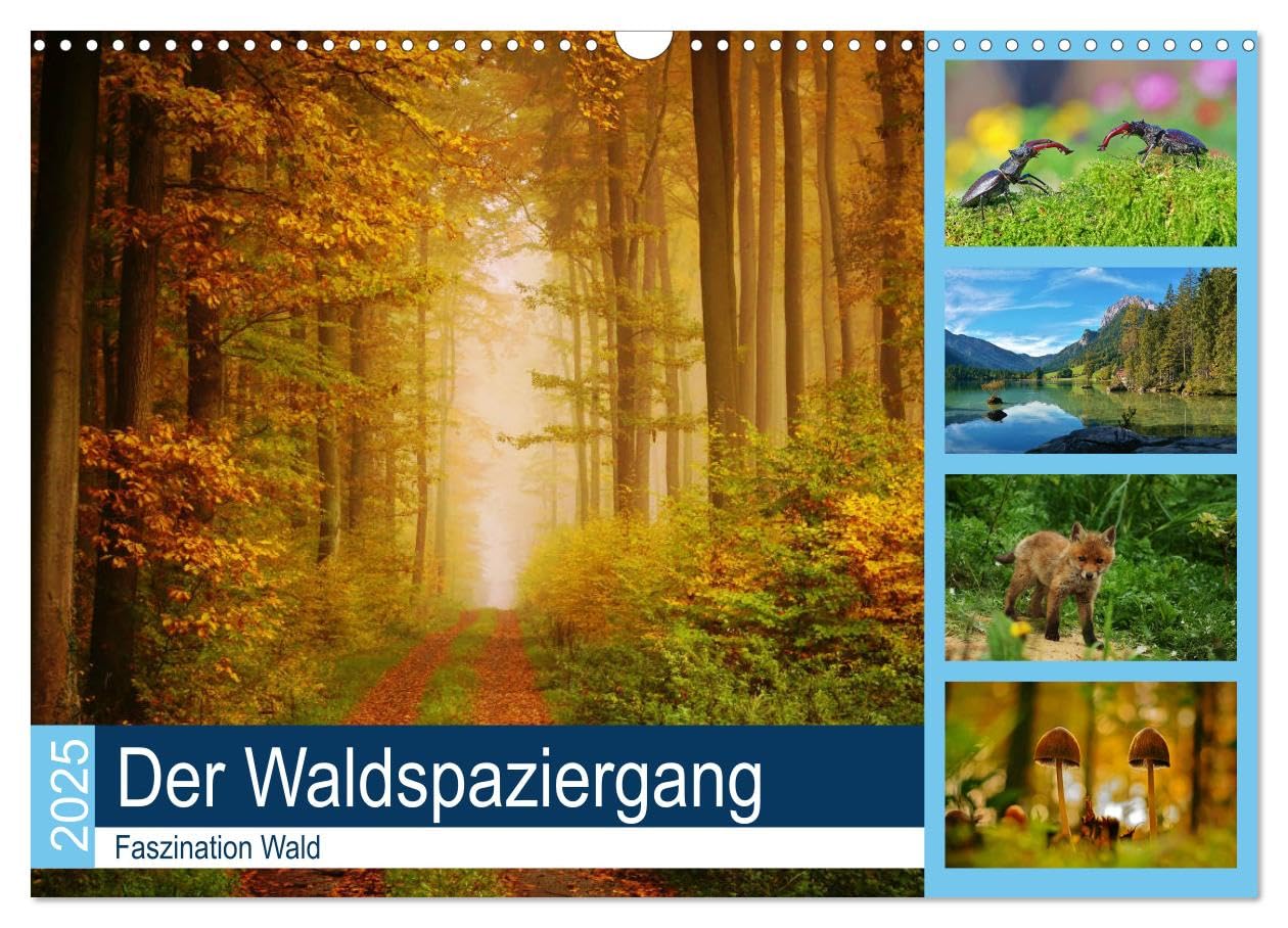 Der Waldspaziergang (Wandkalender 2025 DIN A3 quer), CALVENDO Monatskalender: Der herrliche deutsche Wald ist immer einen Besuch wert. (CALVENDO Natur) Film, Art & Culture