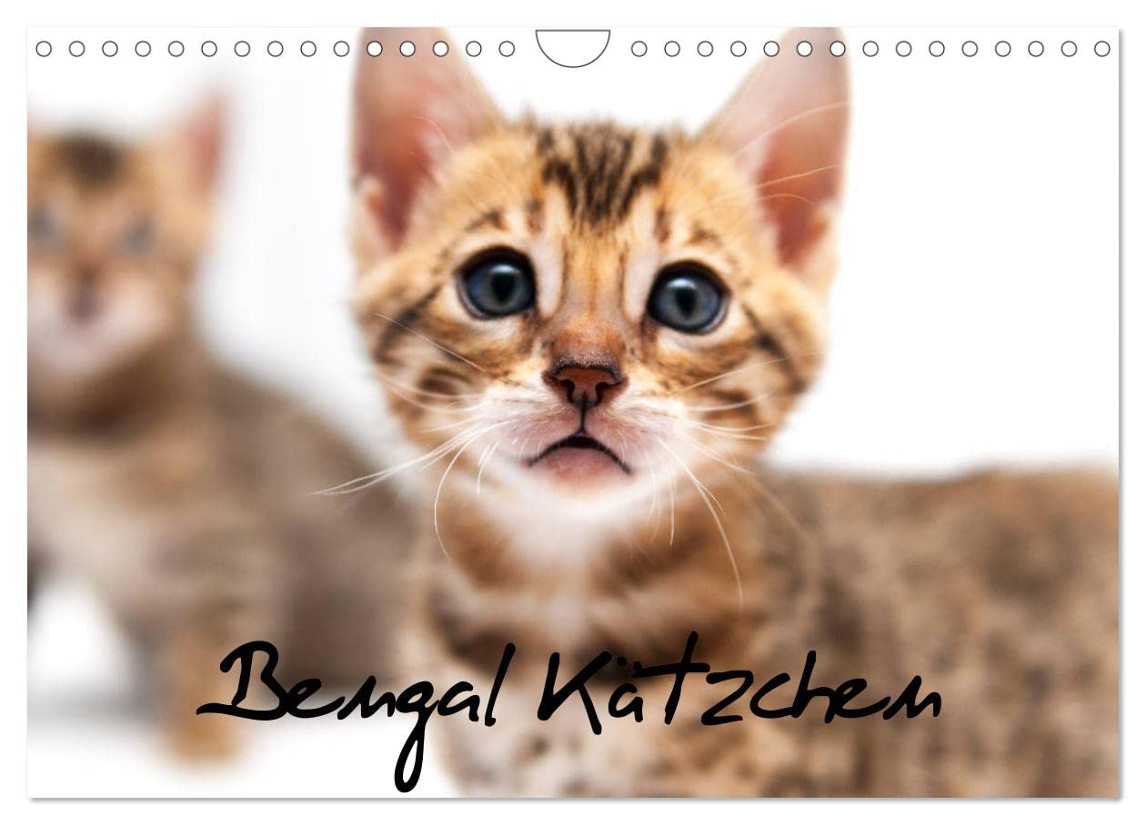 Bengal Kätzchen (Wandkalender 2025 DIN A4 quer), CALVENDO Monatskalender: Wundervolle Momente von Bengalkitten eingefangen. (CALVENDO Tiere) Natural Sciences