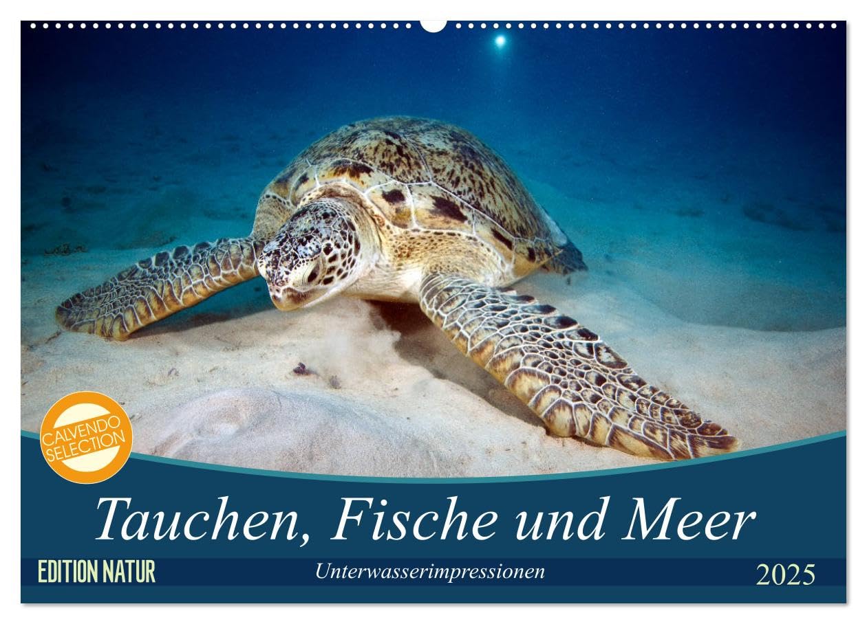 Tauchen, Fische und Meer (Wandkalender 2025 DIN A2 quer), CALVENDO Monatskalender: Unterwasserimpressionen (CALVENDO Tiere) Natural Sciences