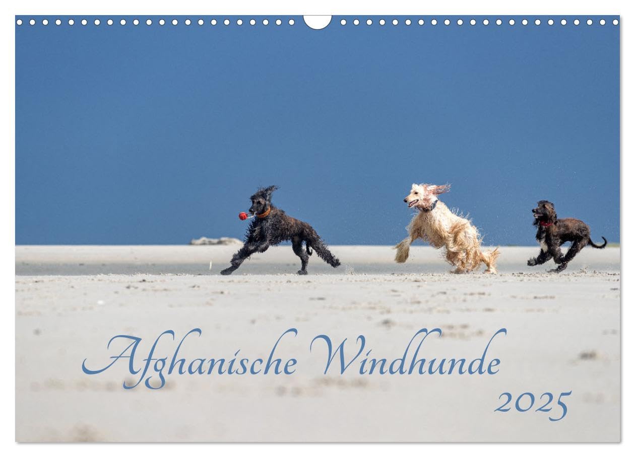 AFGHANISCHE WINDHUNDE 2025 (Wandkalender 2025 DIN A3 quer), CALVENDO Monatskalender: Sie sind schnell, stolz und wunderschön - Afghanische Windhunde! (CALVENDO Tiere) Natural Sciences