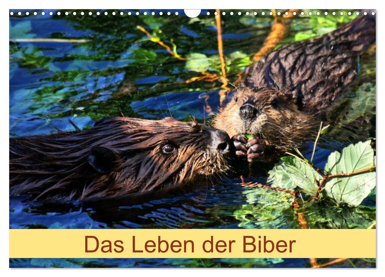 Das Leben der Biber (Wandkalender 2025 DIN A3 quer), CALVENDO Monatskalender: Größte Nagetier in Europa (CALVENDO Tiere) Natural Sciences