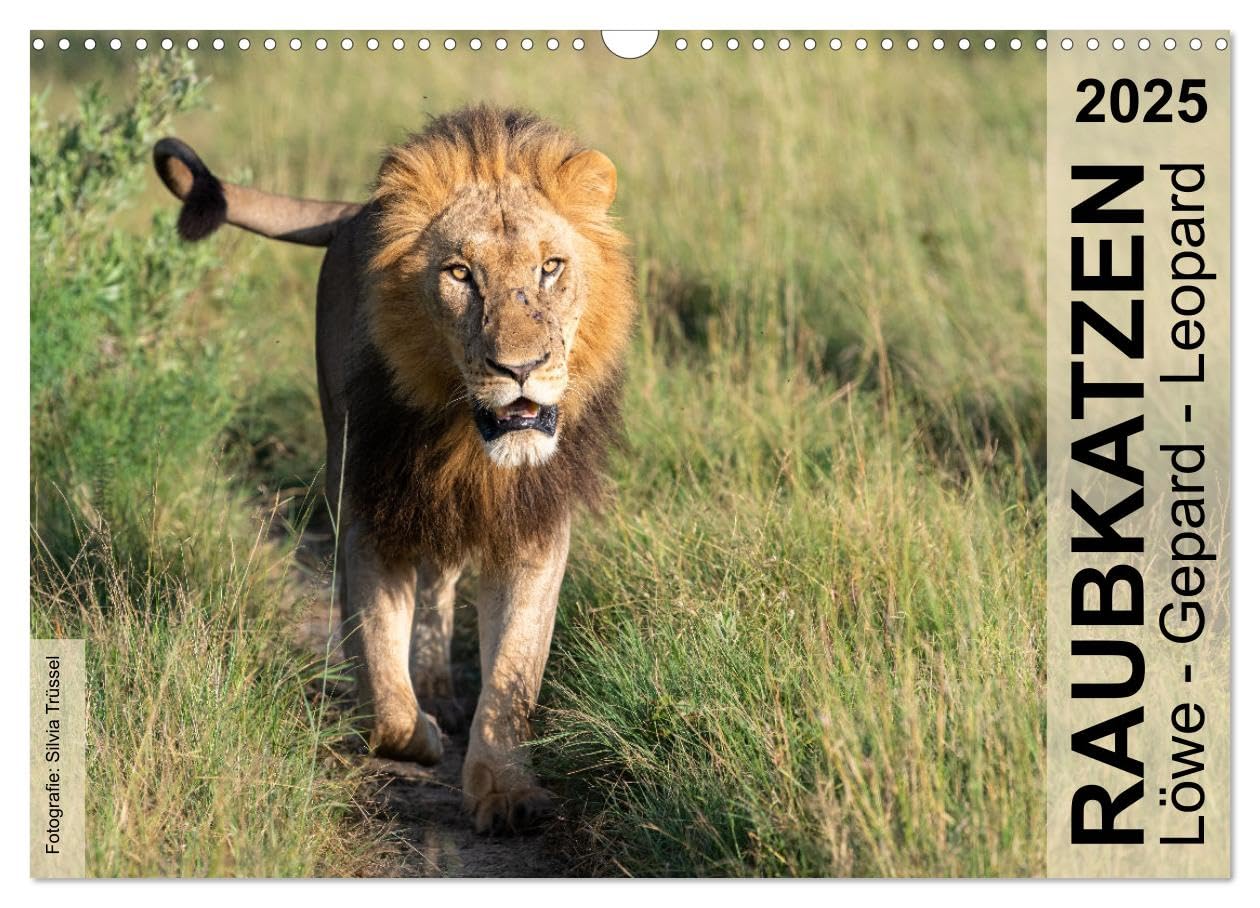 Raubkatzen - Löwe, Gepard, Leopard (Wandkalender 2025 DIN A3 quer), CALVENDO Monatskalender: Wild und frei im südlichen und östlichen Afrika. (CALVENDO Tiere) Leisure, Home & Garden