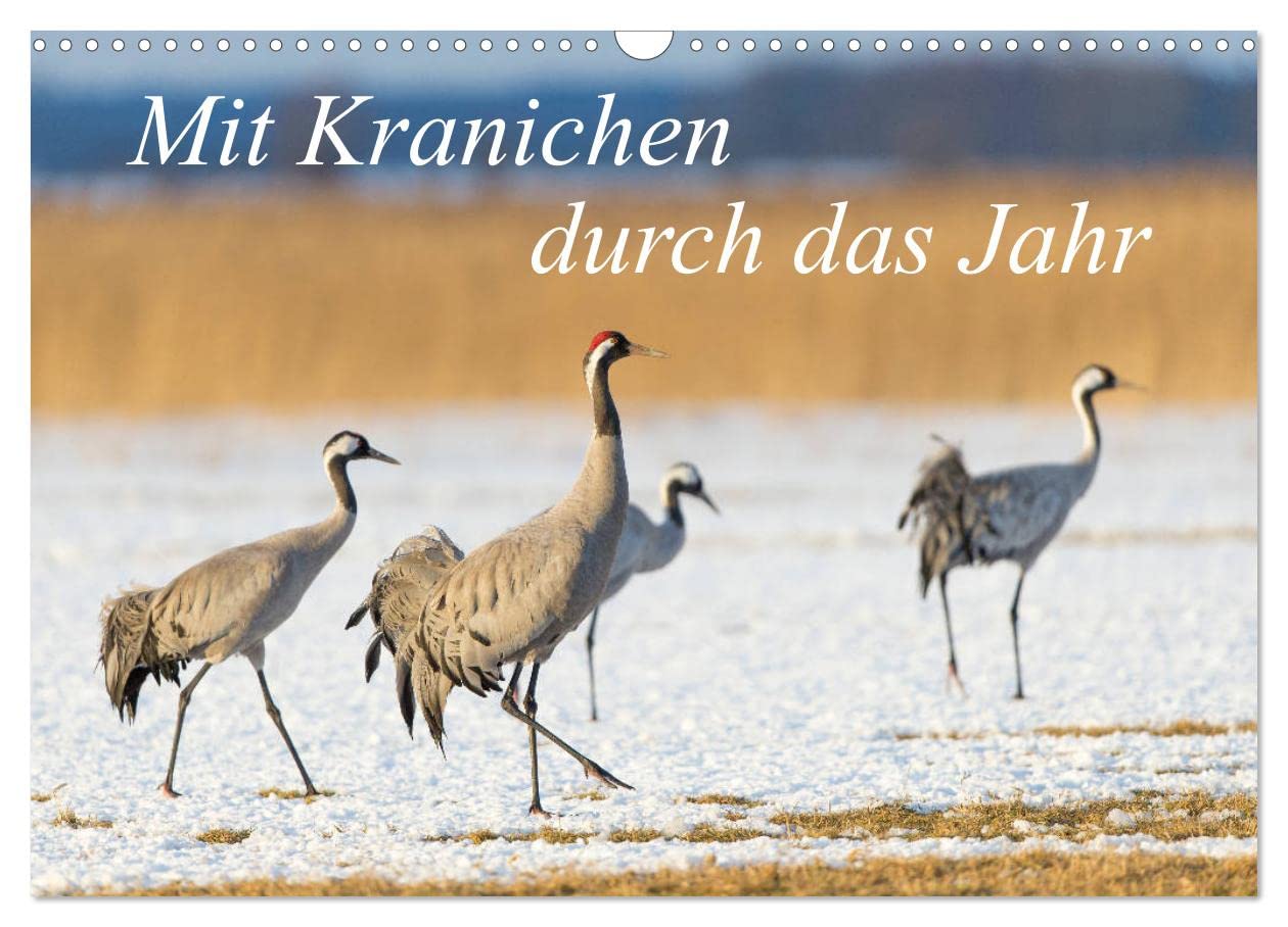 Mit Kranichen durch das Jahr (Wandkalender 2025 DIN A3 quer), CALVENDO Monatskalender: Kraniche, die größten Vögel Deutschlands, werden in eindrucksvollen Fotografien gezeigt. (CALVENDO Tiere) Natural Sciences