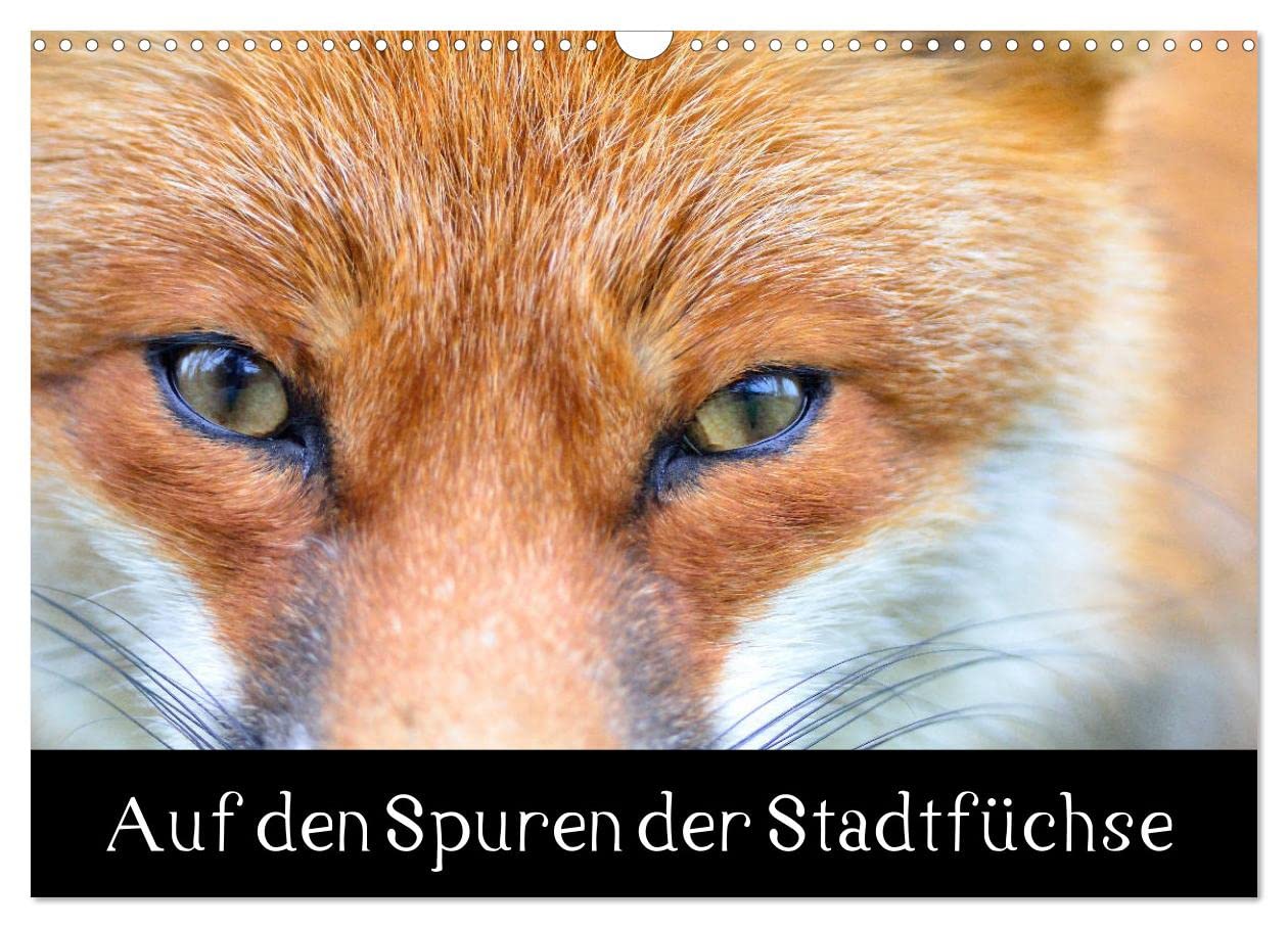 Auf den Spuren der Stadtfüchse (Wandkalender 2025 DIN A3 quer), CALVENDO Monatskalender: Füchse in der Stadt (CALVENDO Tiere) Leisure, Home & Garden