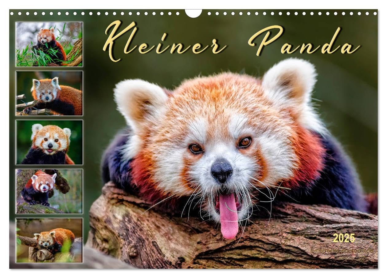 Kleiner Panda (Wandkalender 2025 DIN A3 quer), CALVENDO Monatskalender: Eindrucksvolle Bilder eines wunderschönen Tieres. (CALVENDO Tiere) Film, Art & Culture