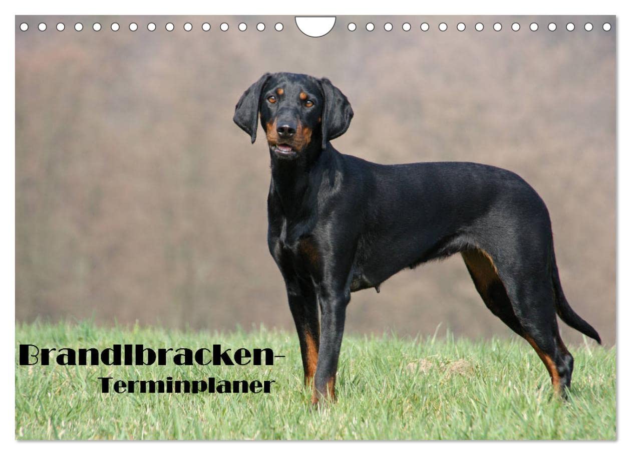 Der Brandlbracken-Terminplaner (Wandkalender 2025 DIN A4 quer), CALVENDO Monatskalender: Die Brandlbracke - für die Jagd geboren (CALVENDO Tiere) Natural Sciences