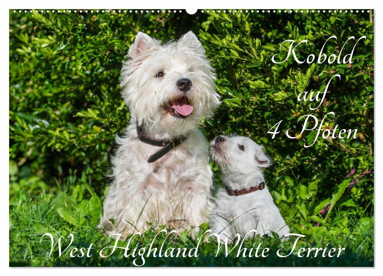 Kobold auf 4 Pfoten - West Highland White Terrier (Wandkalender 2025 DIN A2 quer), CALVENDO Monatskalender: West Highland White Terrier begleiten auf bezaubernden Fotos durch das Jahr (CALVENDO Tiere) Natural Sciences