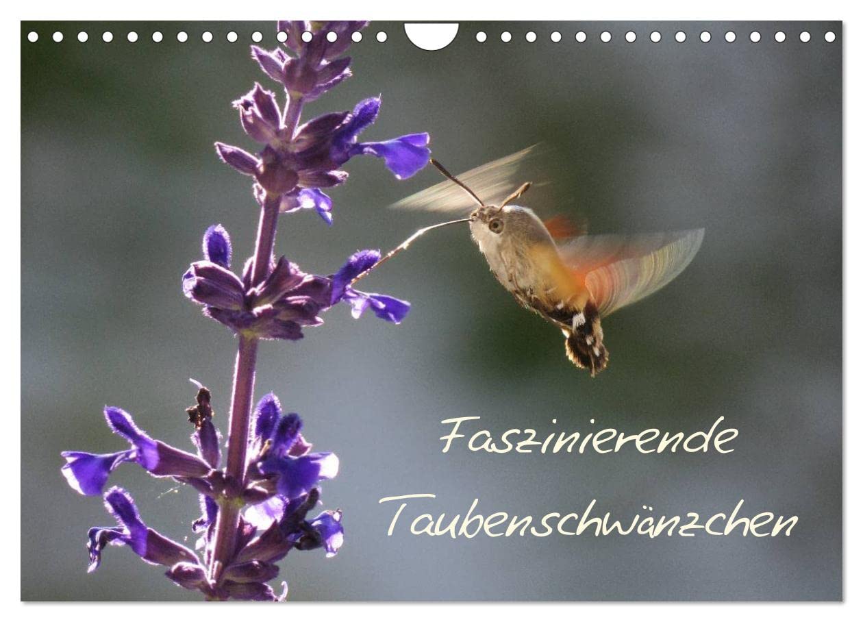 Faszinierende Taubenschwänzchen (Wandkalender 2025 DIN A4 quer), CALVENDO Monatskalender: Taubenschwänzchen hautnah erleben (CALVENDO Tiere) Natural Sciences