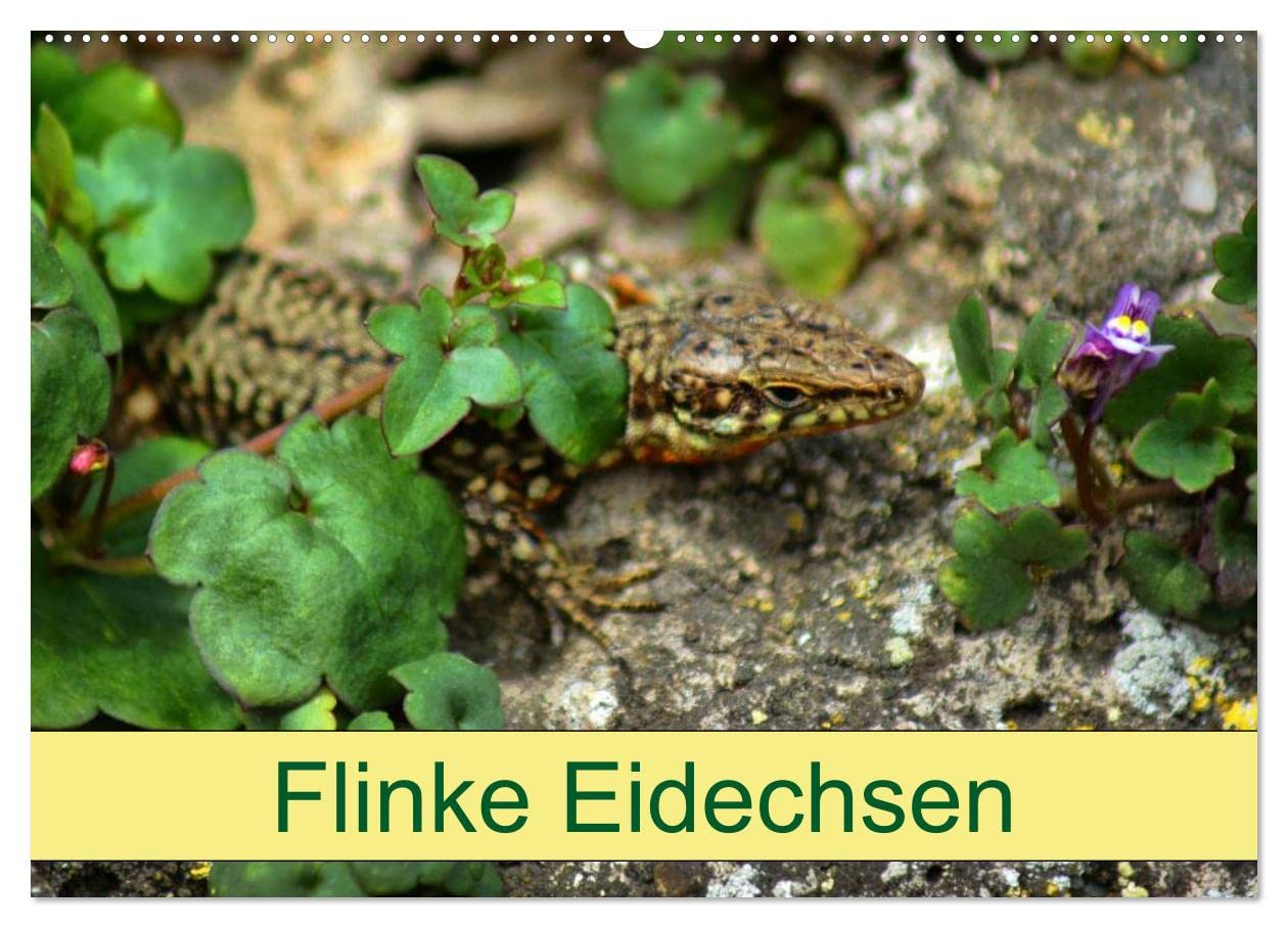 Flinke Eidechsen (Wandkalender 2025 DIN A2 quer), CALVENDO Monatskalender: Faszinierende Reptilien an der Ulmer Stadtmauer (CALVENDO Tiere) Natural Sciences