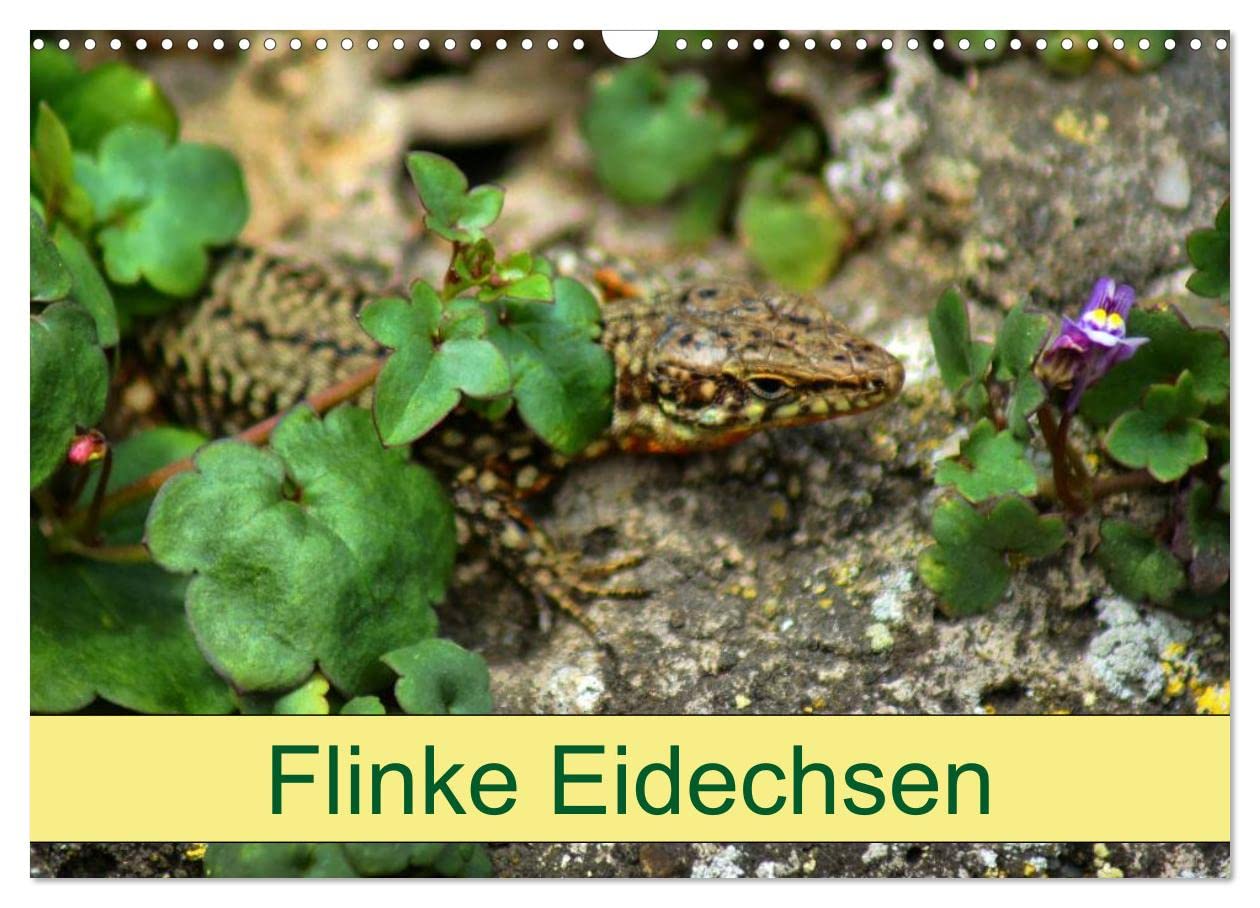 Flinke Eidechsen (Wandkalender 2025 DIN A3 quer), CALVENDO Monatskalender: Faszinierende Reptilien an der Ulmer Stadtmauer (CALVENDO Tiere) Natural Sciences