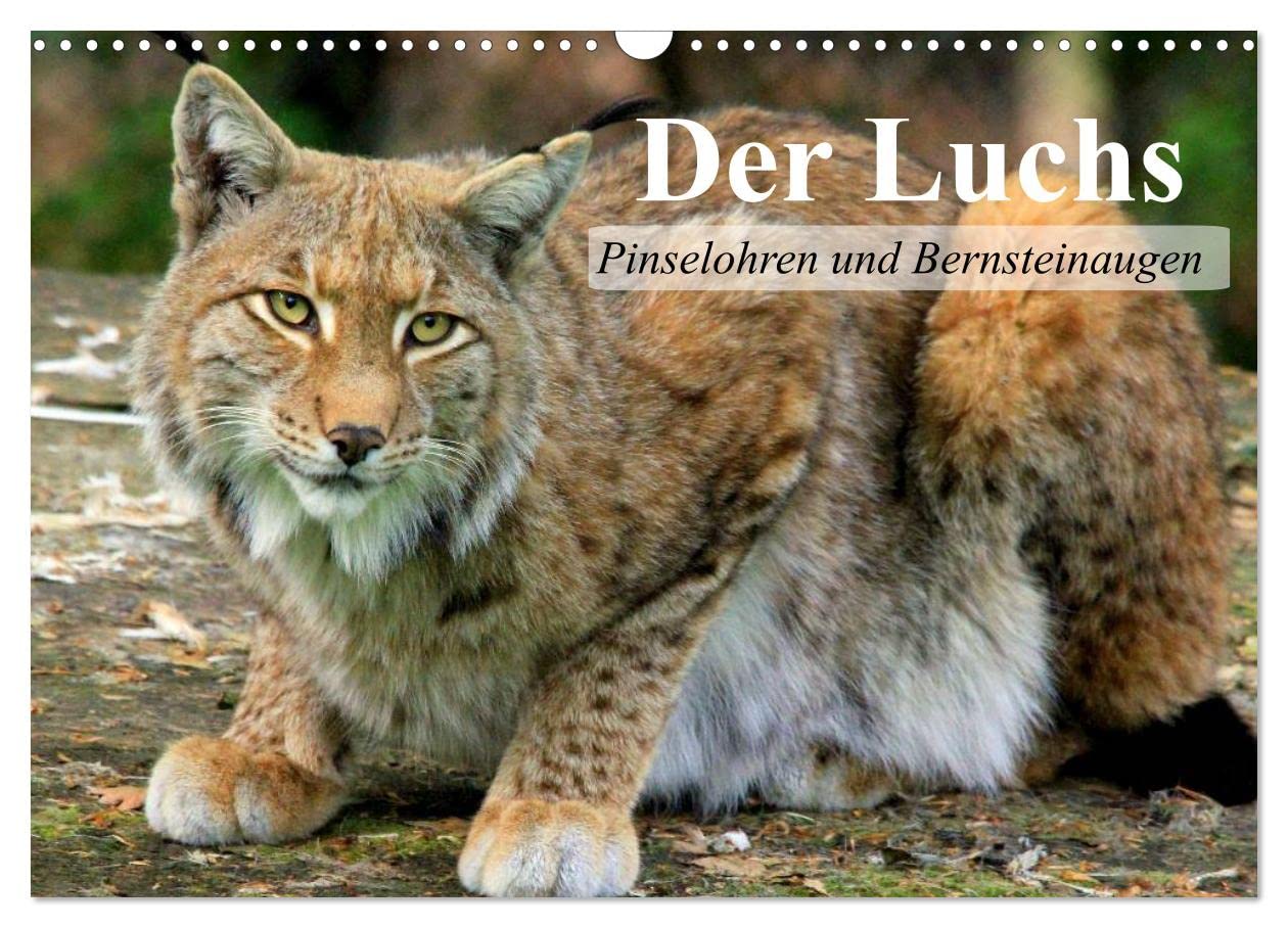Der Luchs. Pinselohren und Bernsteinaugen (Wandkalender 2025 DIN A3 quer), CALVENDO Monatskalender: Europas größte und wunderschöne Raubkatze (CALVENDO Tiere) Film, Art & Culture
