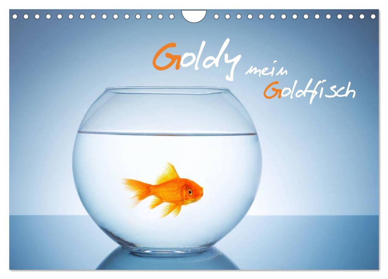 Goldy - mein Goldfisch (Wandkalender 2025 DIN A4 quer), CALVENDO Monatskalender: Lasse dich von Goldy dem Goldfisch ein Jahr in 12 Bildern begleiten (CALVENDO Tiere) Natural Sciences