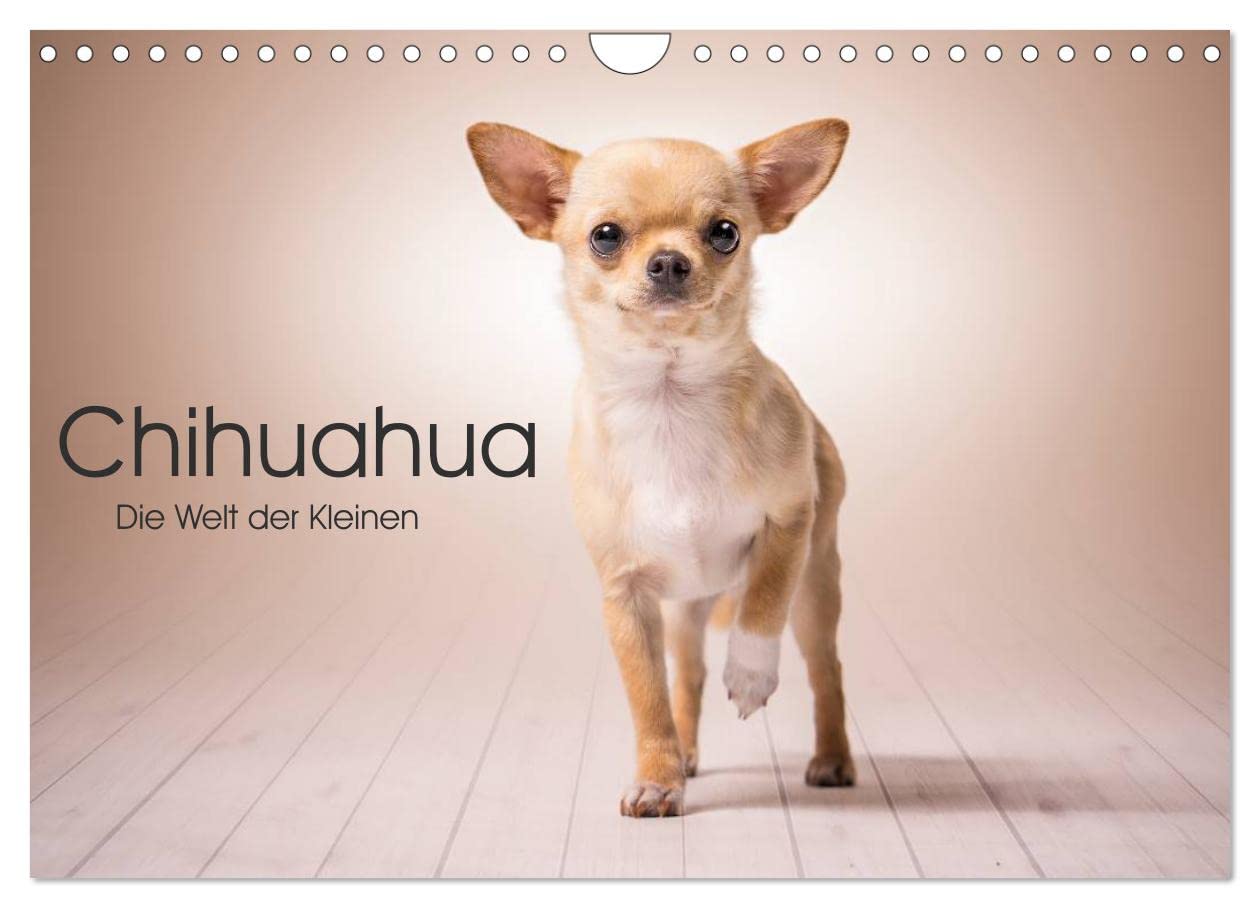 Chihuahua - Die Welt der Kleinen (Wandkalender 2025 DIN A4 quer), CALVENDO Monatskalender: Kein anderer ist so gefragt wie der Chihuahua unter den kleinen Hunden (CALVENDO Tiere) Natural Sciences