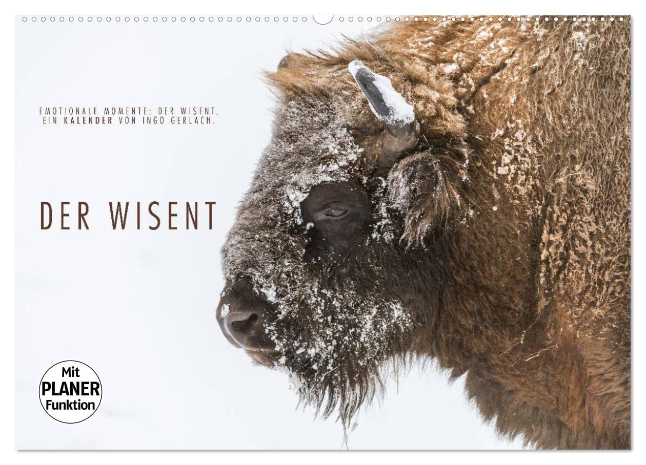 Emotionale Momente: Der Wisent. (Wandkalender 2025 DIN A2 quer), CALVENDO Monatskalender: Ingo Gerlach hat tolle Bilder über das urige Wisent für diesen Planer ausgesucht. (CALVENDO Tiere) Natural Sciences