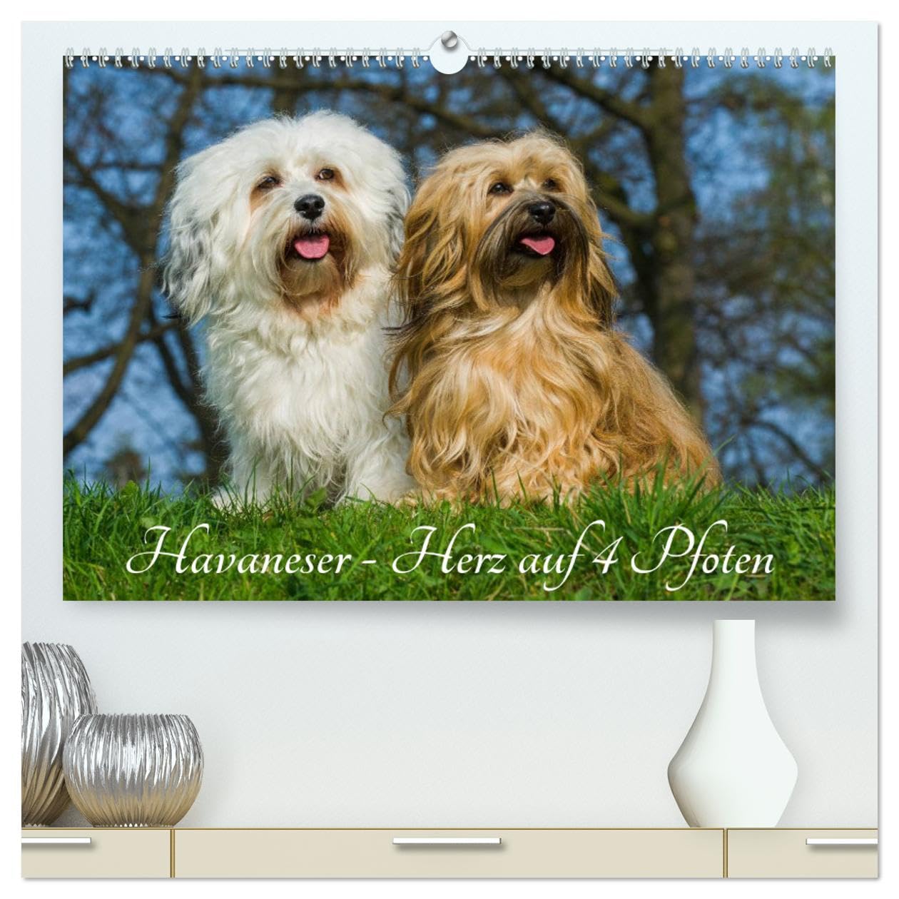 Havaneser - Herz auf 4 Pfoten (hochwertiger Premium Wandkalender 2025 DIN A2 quer), Kunstdruck in Hochglanz: Lassen Sie sich verzaubern von dieser entzückenden Kleinhunderasse (CALVENDO Tiere) Pets