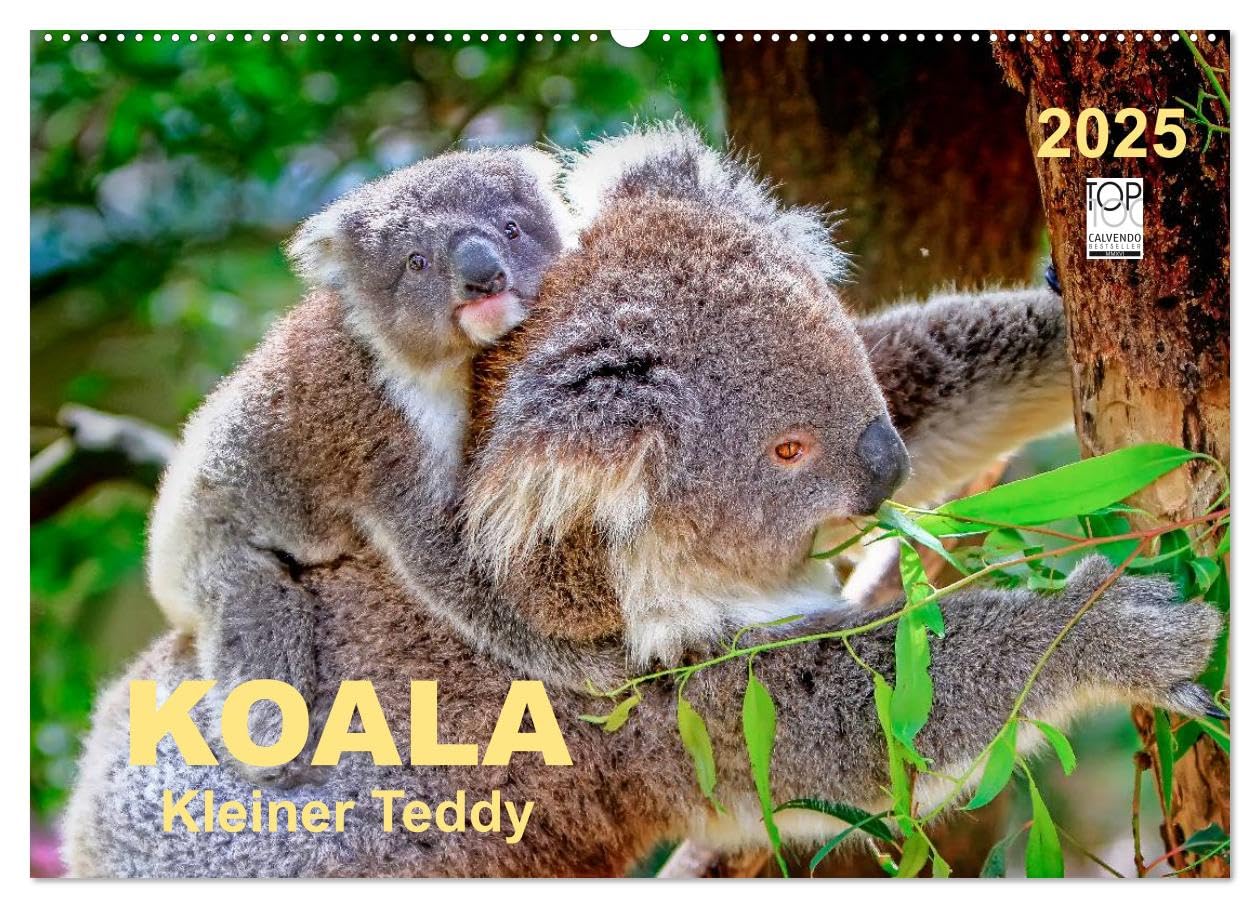 Koala - kleiner Teddy (Wandkalender 2025 DIN A2 quer), CALVENDO Monatskalender: Koalas - süße kleine Teddybären (CALVENDO Tiere) Living & Furnishing