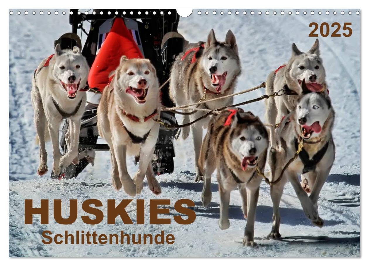 Huskies - Schlittenhunde (Wandkalender 2025 DIN A3 quer), CALVENDO Monatskalender: Huskies - freundlich und aufmerksam, mit einem unglaublichen Orientierungssinn. (CALVENDO Tiere) Living & Furnishing