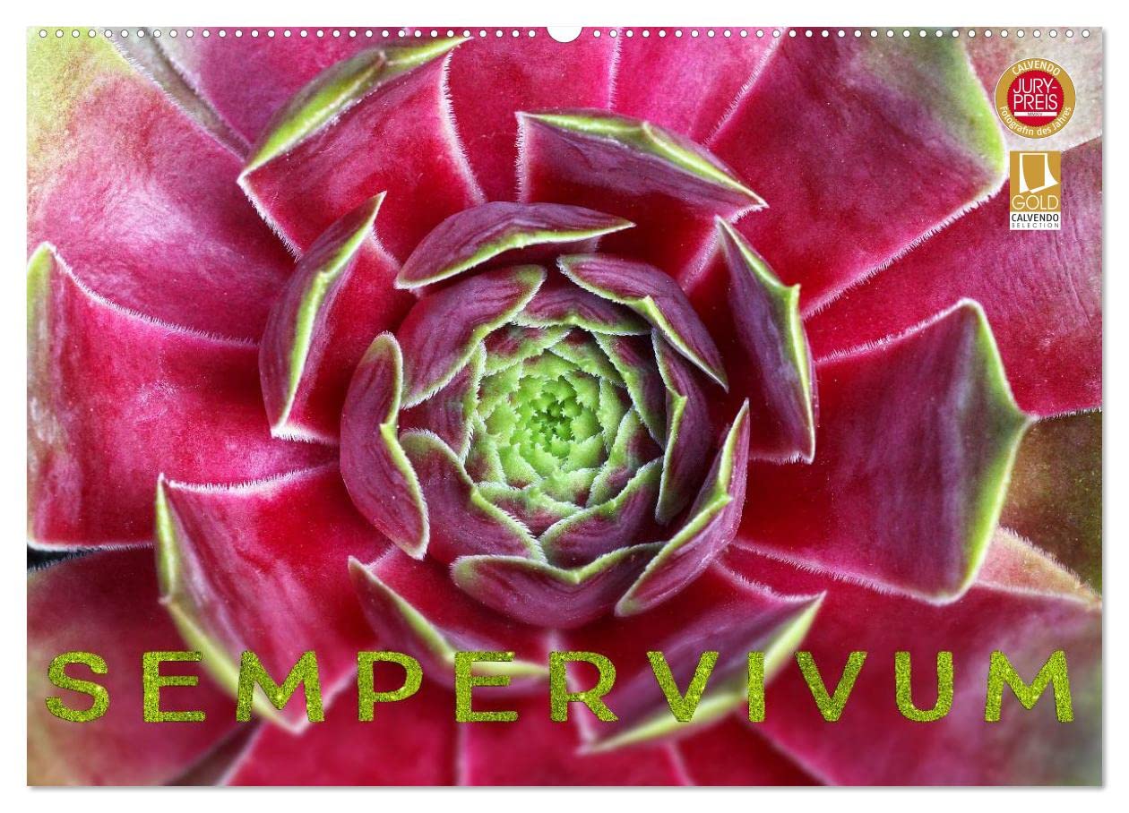 Sempervivum - Hauswurz (Wandkalender 2025 DIN A2 quer), CALVENDO Monatskalender: Sempervivum - die zauberhaften und wandelbaren Sukkulenten im Steingarten (CALVENDO Natur) Leisure, Home & Garden