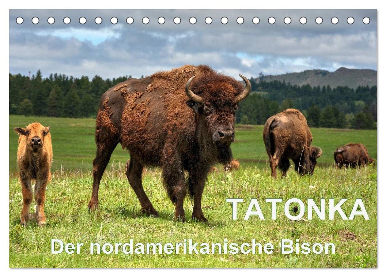 TATONKA Der nordamerikanische Bison (Tischkalender 2025 DIN A5 quer), CALVENDO Monatskalender: Indianerbüffel vor der beeindruckenden Kulisse des Yellowstone Nationalparks (CALVENDO Tiere) Natural Sciences