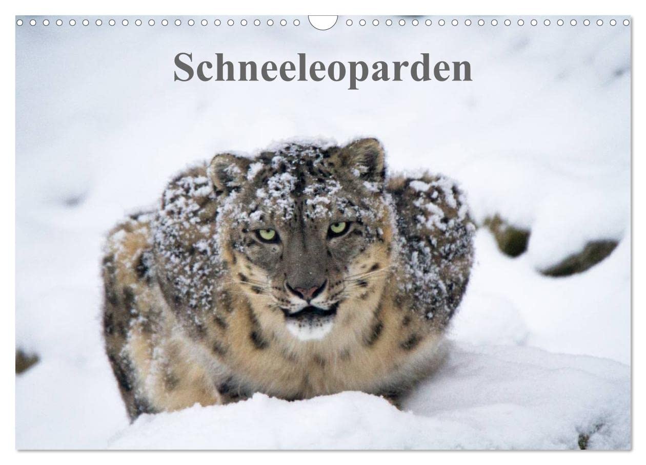 Schneeleoparden (Wandkalender 2025 DIN A3 quer), CALVENDO Monatskalender: Wundervolle Fotografien vom Schneeleoparden. (CALVENDO Tiere) Natural Sciences