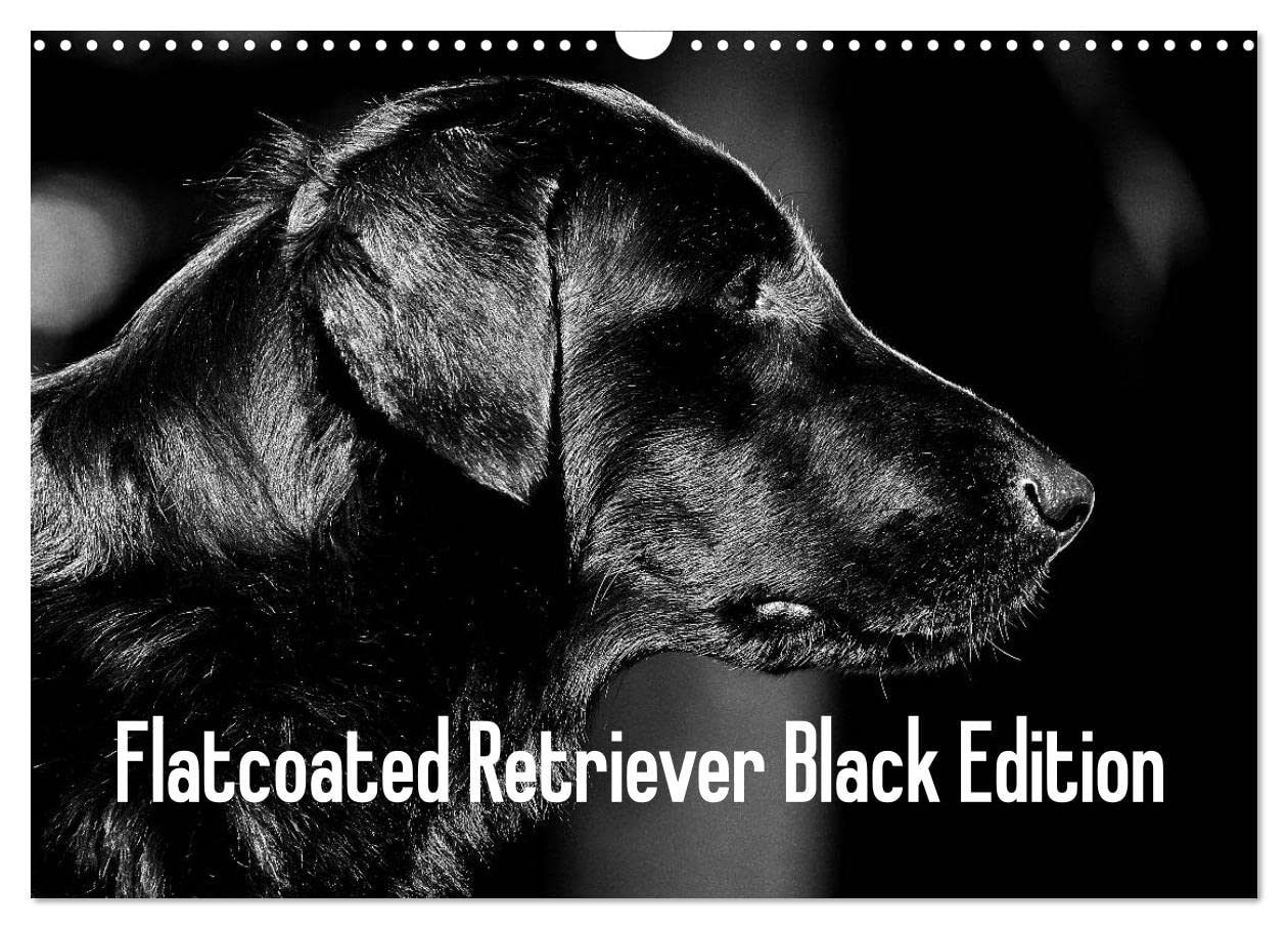 Flatcoated Retriever Black Edition (Wandkalender 2025 DIN A3 quer), CALVENDO Monatskalender: Eleganter Jagdhund, liebevoller Familienhund, treuer Begleiter (CALVENDO Tiere) Pets