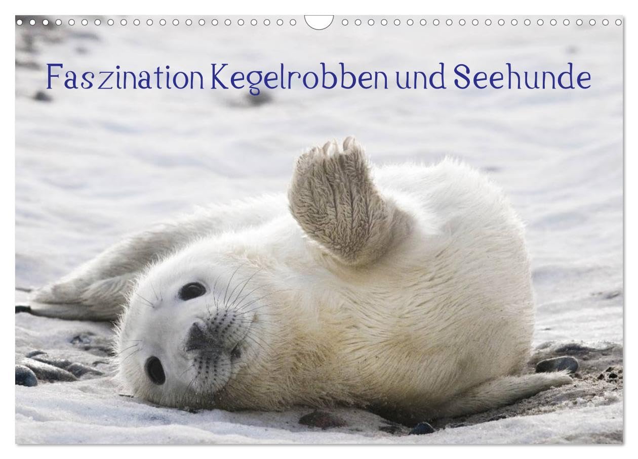 Faszination Kegelrobben und Seehunde 2025 (Wandkalender 2025 DIN A3 quer), CALVENDO Monatskalender: Seehunde und Kegelrobben auf der Düne vor Helgoland (CALVENDO Tiere) Natural Sciences