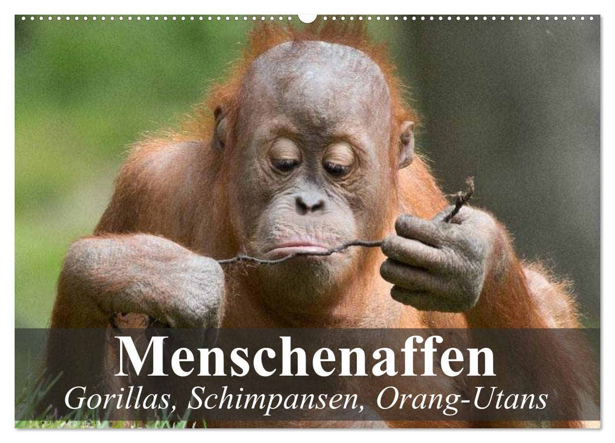 Menschenaffen. Gorillas, Schimpansen, Orang-Utans (Wandkalender 2025 DIN A2 quer), CALVENDO Monatskalender: Unsere faszinierenden Verwandten aus dem Dschungel (CALVENDO Tiere) Film, Art & Culture