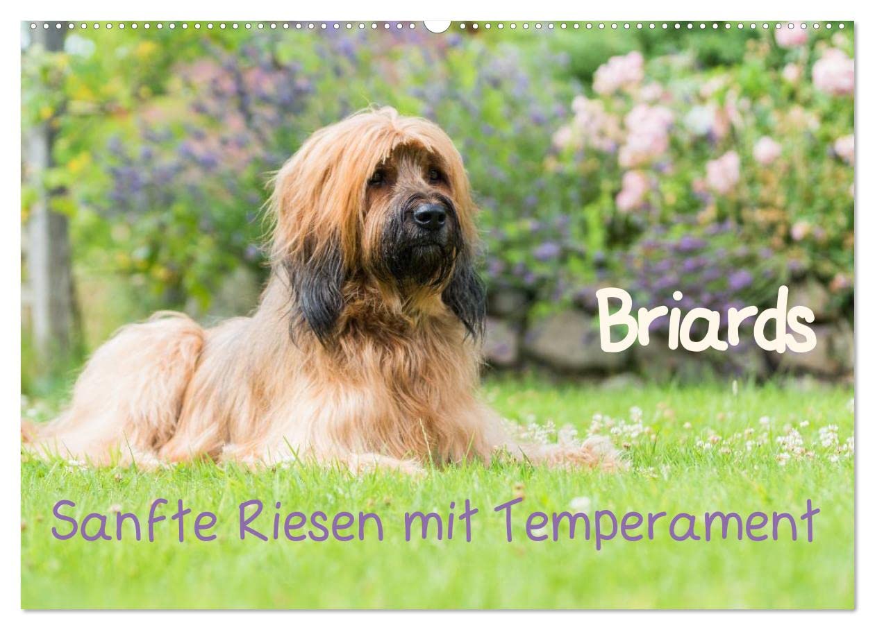 Briards - sanfte Riesen mit Temperament (Wandkalender 2025 DIN A2 quer), CALVENDO Monatskalender: Tolle Portraits und Actionbilder von einer wunderbaren Hunderasse: Dem Briard. (CALVENDO Tiere) Natural Sciences