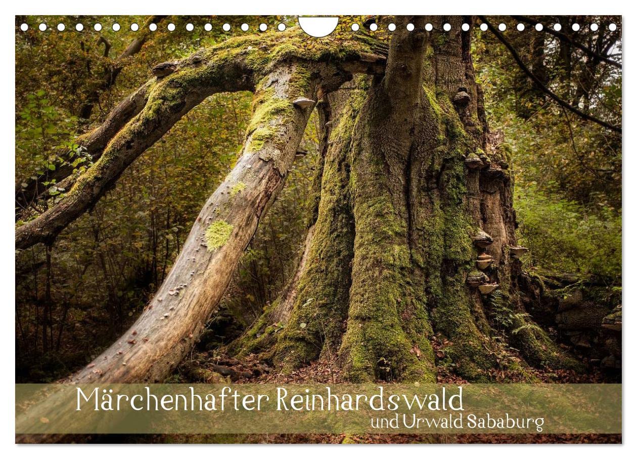 Märchenhafter Reinhardswald und Urwald Sababurg (Wandkalender 2025 DIN A4 quer), CALVENDO Monatskalender: Unterwegs im sagenumworbenen Reinhardswald (CALVENDO Natur) Leisure, Home & Garden